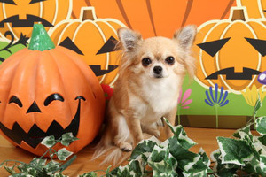 1382438_496569047105675_1706672890_