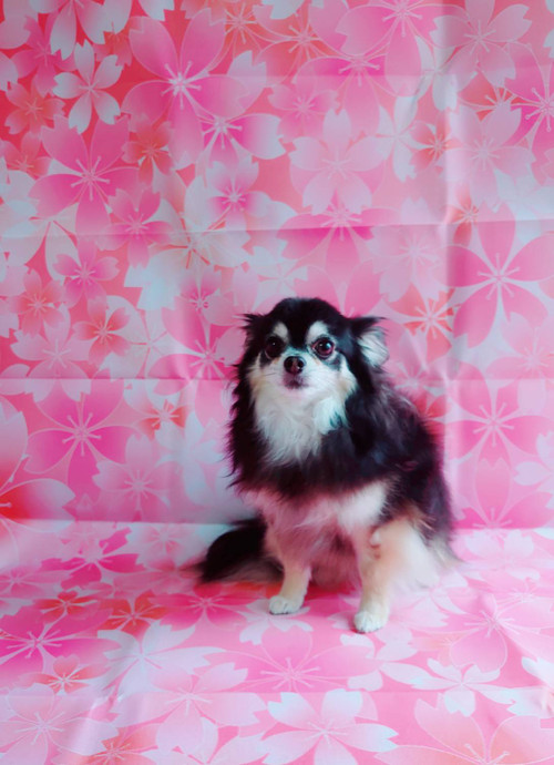 076d3c1417e942b3ac272d1f7e233d74