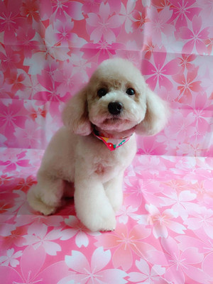 528223e53d8d4a09941cb1b1a8996b27