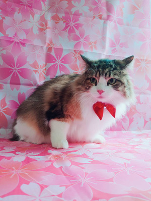 B2c12c0f25894648aff4bd0220e5babb