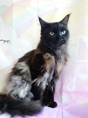 Ed7b0355d54245ce84805892ecf48abc