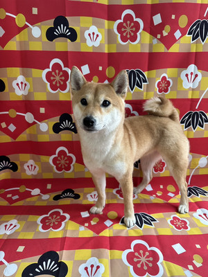 2241da8314f64583aa99bcef8276c236